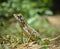 Garden lizard, Animal, Nature, wildlife, srilanka