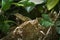 Garden lizard, Animal, Nature, wildlife, srilanka
