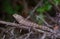 Garden lizard on branch sunbathing on branch lizard climb on wood macro closeup