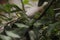 Garden lizard or maned forest lizard (Bronchocela jubata) sunbathing on tree branches in the garden