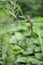 Garden Lizard. Oriental Garden Lizards are agamid lizard found widely in Asian countries
