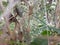 Garden lizard simply camouflage in the bush
