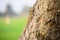 Garden lizards are relaxing on tree branches