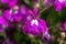 Garden lobelia (lobelia erinus