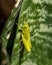 Garden Locust Nymph