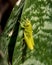 Garden Locust Nymph