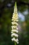 Garden Lupin flower