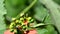 Garden macro insect animal flying on plant outdoors green red background, flower close up honeybee on bloom