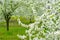 Garden with majestically blossoming large trees on a fresh green lawn