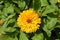 Garden marigold