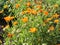 Garden marigold