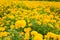 Garden marigold flowers yellow