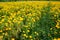 Garden marigold flowers yellow