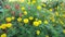 Garden Marigolds High Definition Movie Footage