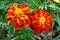 Garden marigolds TagÃ©tes genus Aster