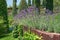 Garden multi level landscaping. French lilac purple fragrant lavender in wooden terrace in the garden flower bed.