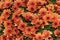 Garden Mum Peach, Chrysanthemum morifolium