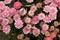 Garden Mum Pink, Chrysanthemum morifolium