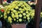 Garden Mum Yellow, Chrysanthemum morifolium
