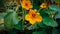 This is a garden nasturtium flowers.