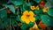 This is a garden nasturtium flowers.