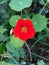 Garden nasturtium, Indian cress, or monks cress