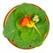 Garden nasturtium, leaves, flower and unripe seed pod in wooden bowl