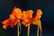 Garden nasturtium orange flower Tropaeolum majus
