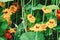Garden nasturtium plants with orange and yellow flowers, Tropaeolum majus growing in flowerbed