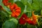 Garden Nasturtium Red Flowers