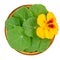 Garden nasturtium, rounded leaves and bright yellow flower in a wooden bowl