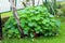 Garden nasturtium or Tropaeolum majus flowering annual plant with large light green disc shaped leaves growing in shape of small