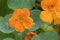 Garden nasturtium, Tropaeolum majus, orange flowers
