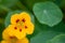 Garden nasturtium Tropaeolum majus, red orange flower