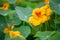 Garden nasturtium Tropaeolum majus, red orange flowers