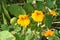 Garden Nasturtium Yellow Orange Flower