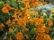 Garden nasturtiums Tropaeolum majus blooming in the garden