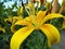 Garden, nature, lily, yellow lily