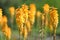 Garden Nursery Flowers