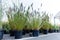 Garden nursery retail, agriculture plants in pots