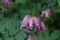 Garden with an Old Fashioned Bleeding Heart in Bloom