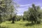 Garden of olive trees. Spring flowering. Wildflowers. Israel