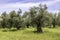 Garden of olive trees. Spring flowering. Wildflowers. Israel