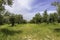 Garden of olive trees. Spring flowering. Wildflowers. Israel