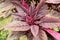 Garden Orach Atriplex hortensis, red amaranth with leaves, flowers, seeds. Quinoa twigs with young seed heads.