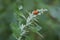Garden orach with ladybug in summer