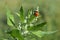 Garden orach with ladybug in summer