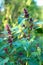 Garden orache (atriplex hortensis)