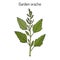 Garden orache Atriplex hortensis , or red arrach, French spinach