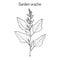 Garden orache Atriplex hortensis , or red arrach, French spinach